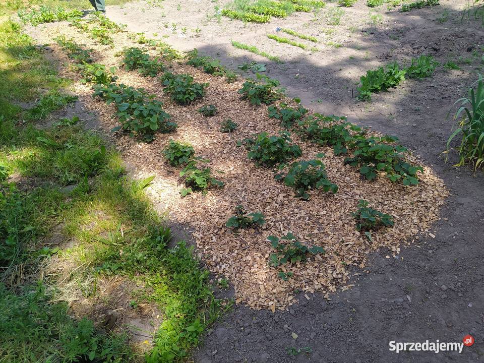 Zrębki opał węgiel ekogroszek