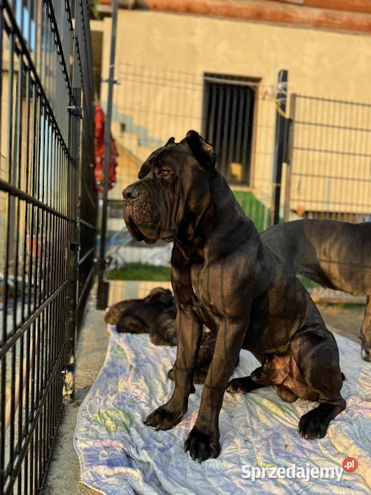 Czarna suczka Cane Corso ZKwPFCI Wrocław
