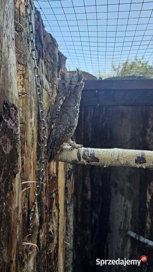 Syczek Otus Scops Młode 2025r Zapisy Marklowice Górne