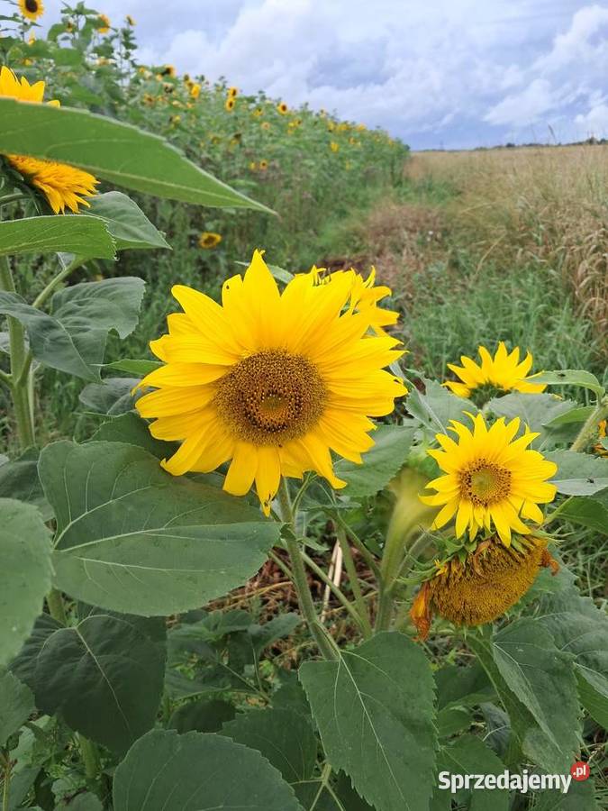 Słonecznik ozdobny cięty na kwiat bukiety Lublin