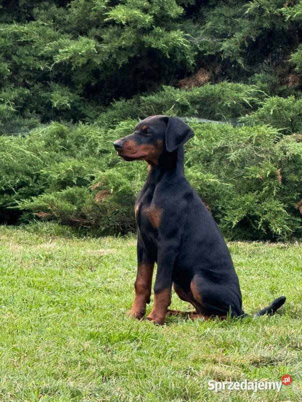 Szczenięta dobermana Championie z doskonałym Lublin