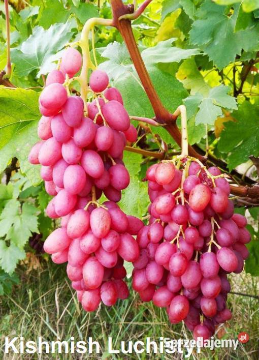 Sadzonki obiecujących odmian winogron Warszawa