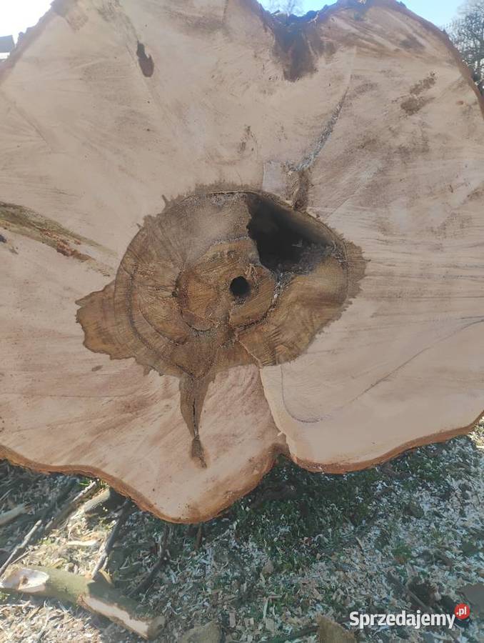 Kłoda kasztanowca kasztan monolit Pozostałe Wielowieś