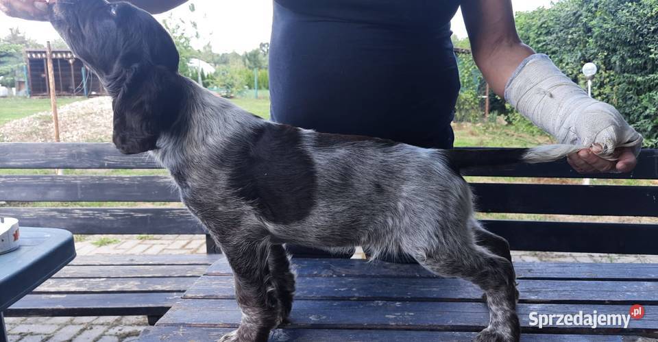 Płochacz niemiecki Wachtelhund Szczeniak Pozostałe Ligota Tułowicka