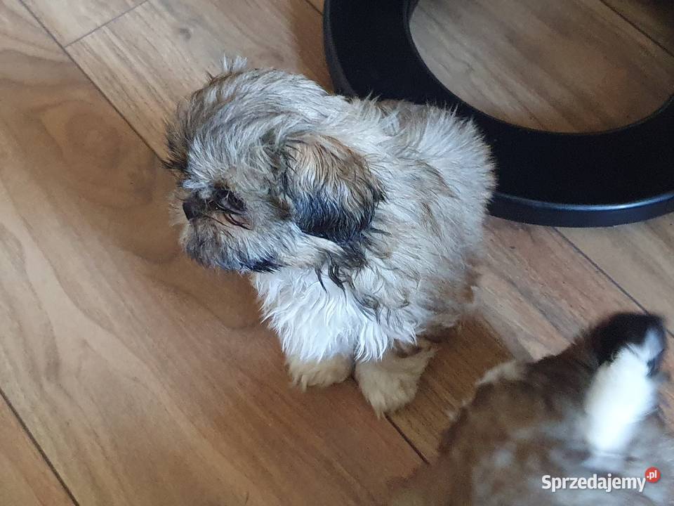 Piesek z METRYKĄ I chipem ostatni zachodniopomorskie