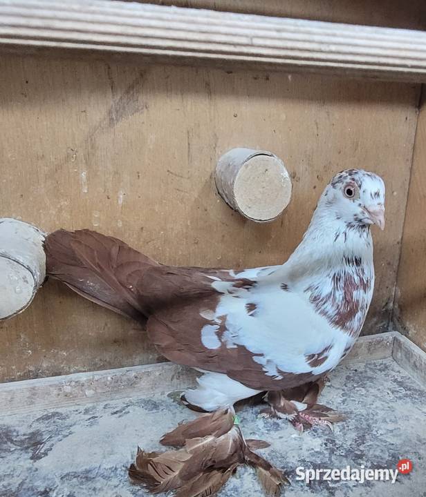 Gołębie Widyny polskie Skierniewice