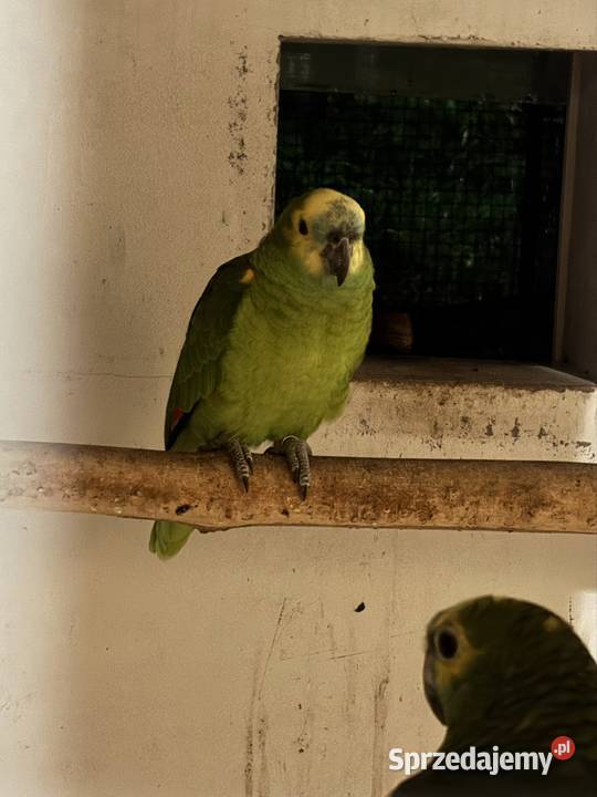 Amazonki niebieskoczelne pąsowe białoczelne Pińczów