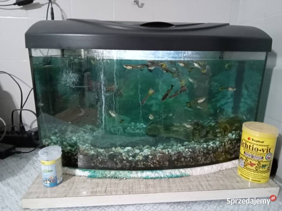 Akwarium Akwarystyka