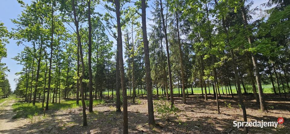 Działka bud 1202M2 WZ STUDNIE