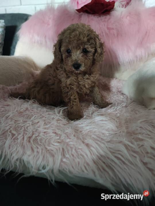 Pudelki toy szczenięta Zwierzęta dolnośląskie Bolesławiec