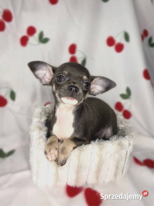BLUE suczka Chihuahua niebieska tricolor Limanowa