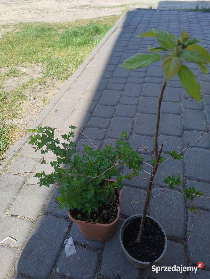 Zestaw roślin wieloletnich z własnego ogrodu 3 Nisko
