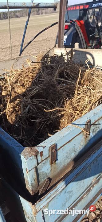 Sprzedam kombajn Karlik do kopania chrzanu i nieuszkodzony