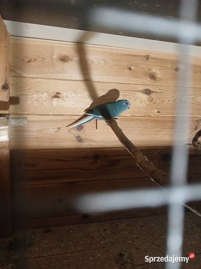 Papuga koza mondrolotka kolorowa Goździk