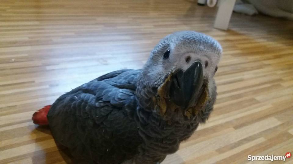 Żako Papuga Łódź