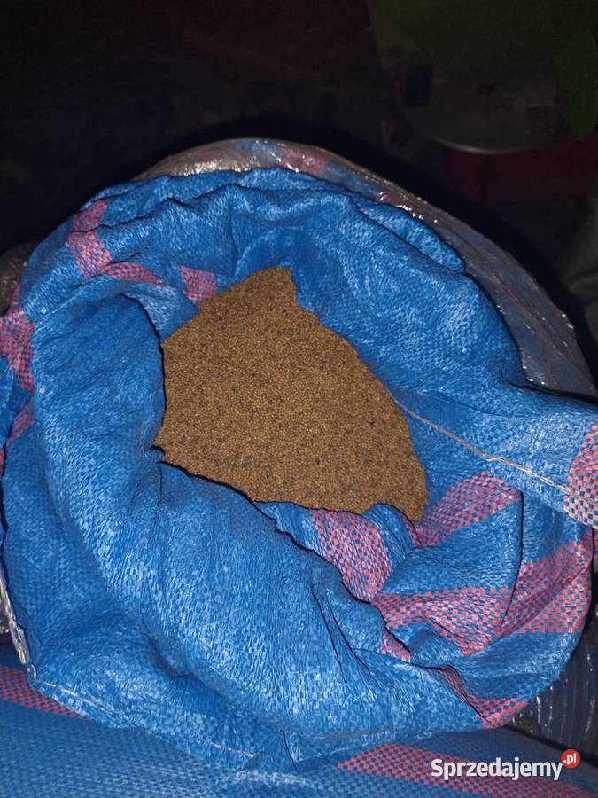 Gorczyca Zboża Siedliszcze sprzedam