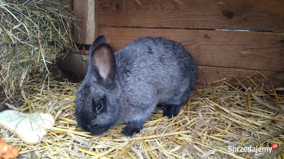 Królik nowozelandzki jasnosrebrzysty samiczka Króliki Szynwałd