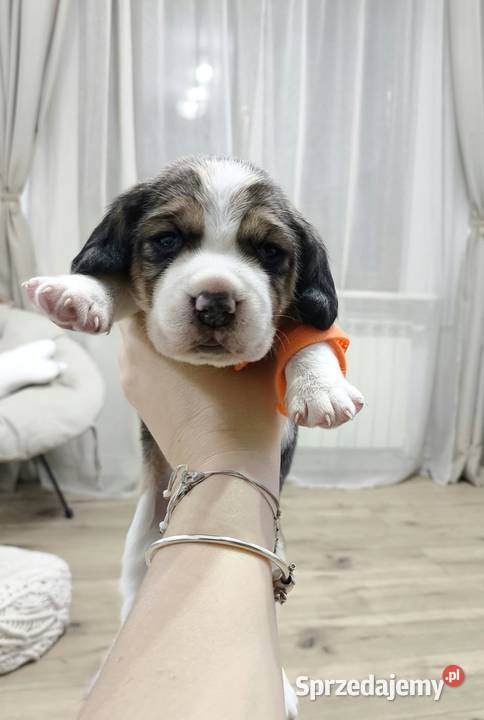 szczeniak pies Beagle rodowód podlaskie sprzedam