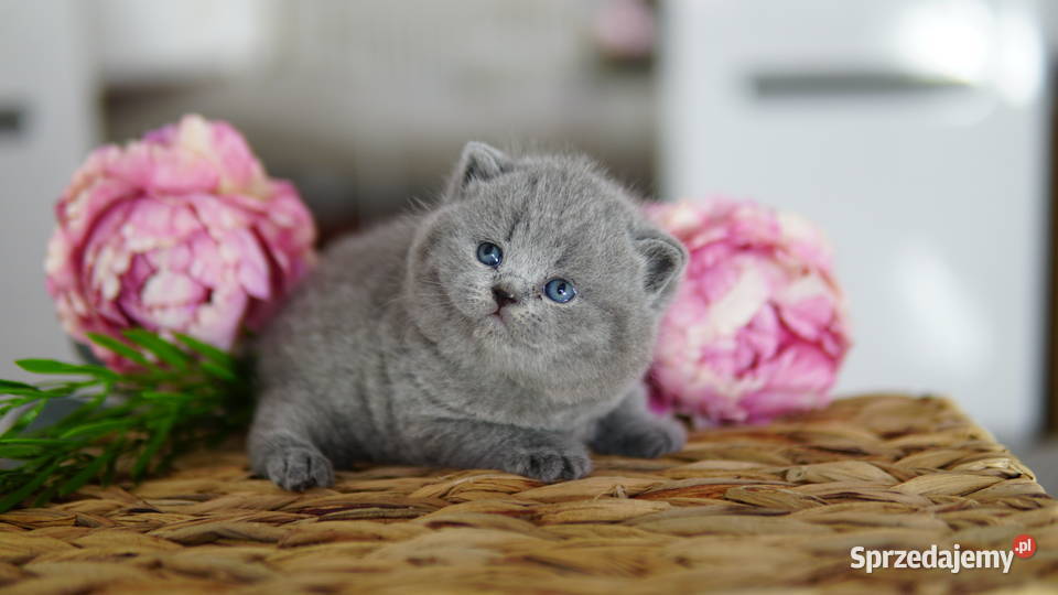 Kot brytyjski Tik Tok cats Konin