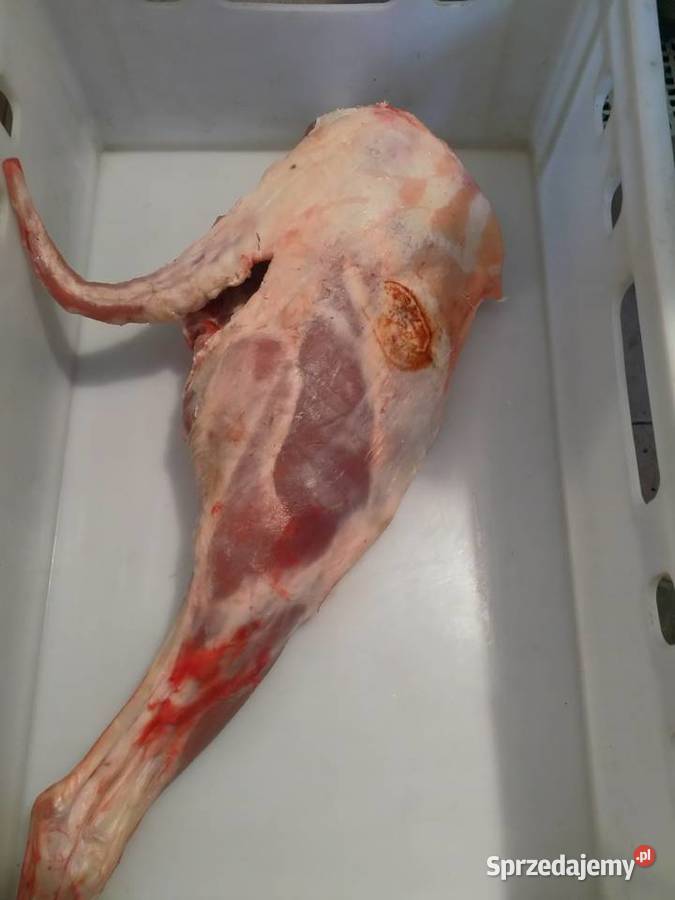 Jagnięcina świeża Czernichów