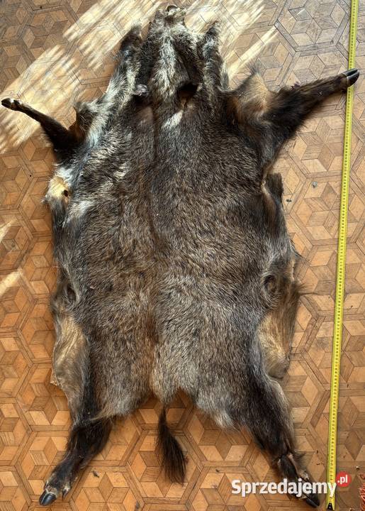 Skóra z dzika Proszowice