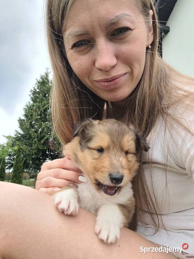 Owczarek Szkocki Długowłosy Szczenięta FCI Dachowa