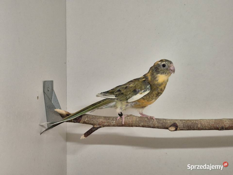 Świergotka Seledynowa Świergotki Seledynowe Buków