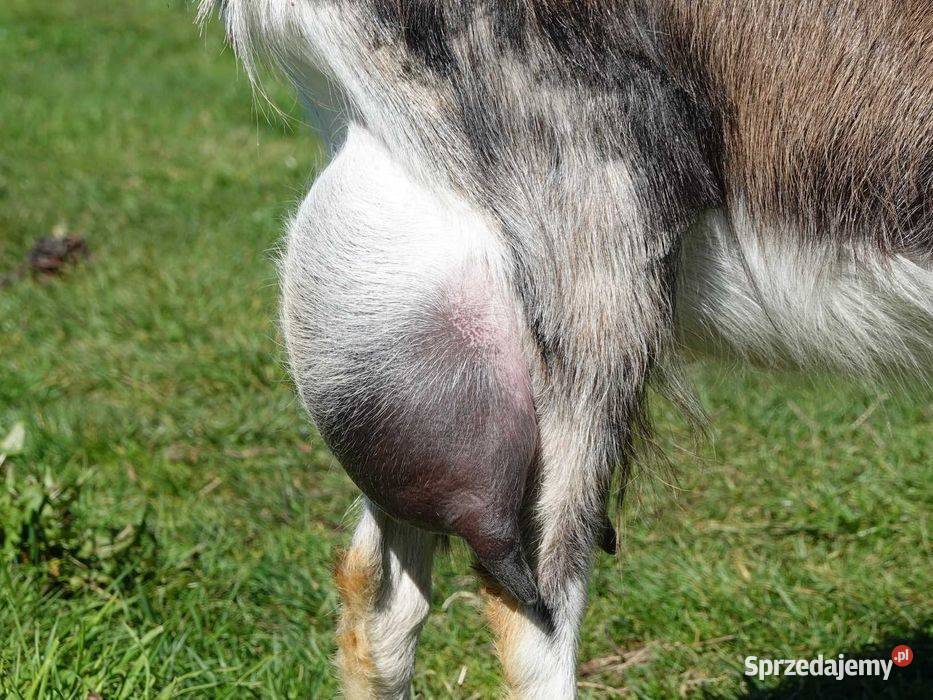 Koza 5l mleczna pokryta Janów