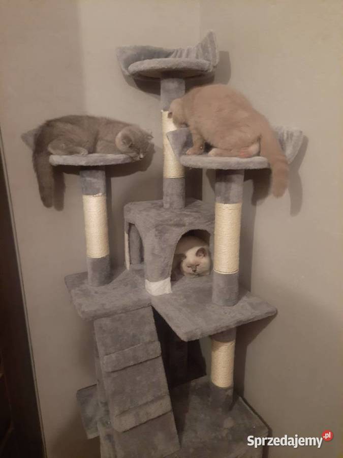 Kot brytyjski kot szkocki fold mazowieckie Płock sprzedam