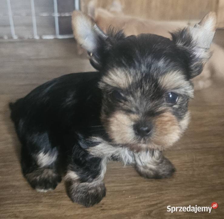 York Yorkshire Terrier York