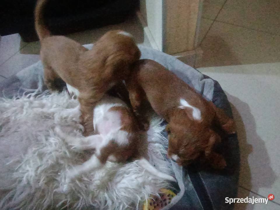 Cavalieki małe szukają domu pełnego miłości