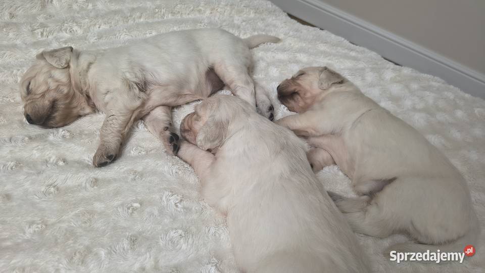 Szczenię Golden retriever Rusowo