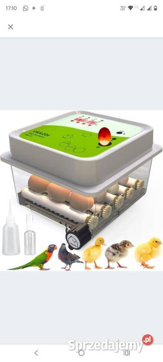 Inkubator do Jaj Automatyczny Wylęgarka Okkbi 12 Zawiercie