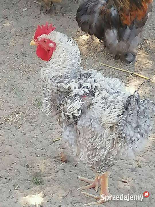 Białoczyby i koguta rasy loczek anagodori młode Maniewo