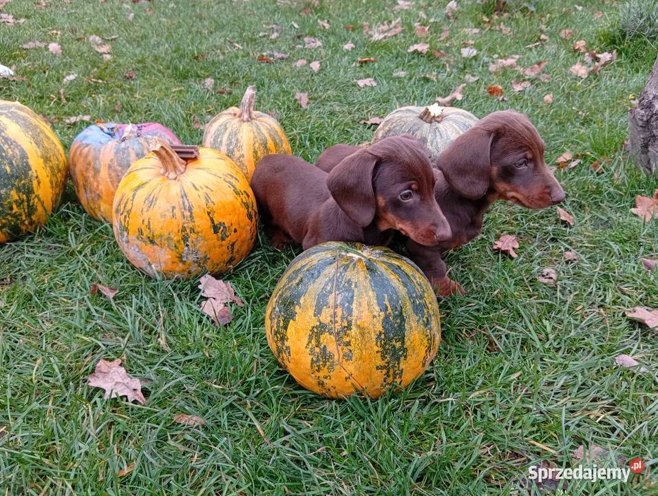 Jamniki brązowe 2 Garbów
