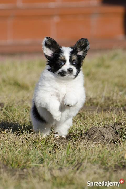 Szczeniaki Papillon trikolor mazowieckie Grójec
