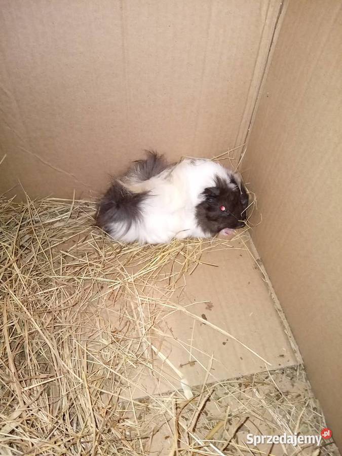 Swinki morskie małopolskie Wawrzeńczyce