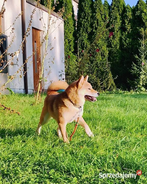 Shiba trzy pieski i suczka wszystkie czerwone Bychawka Trzecia