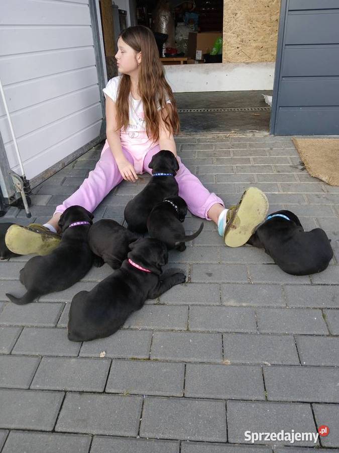 Cane Corso Italiano Zadroże