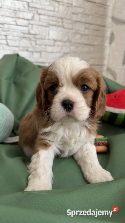 Cavalier King Charles Spaniel piesek Bambi