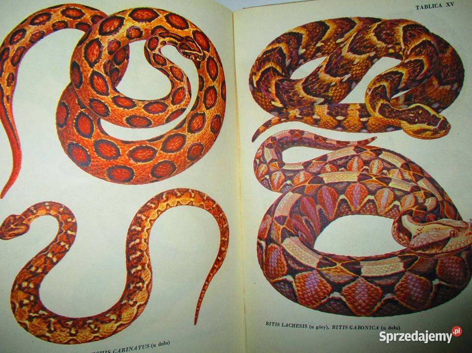 Fauna ptaki ssaki gadyrybyPuchalski łódzkie Łódź