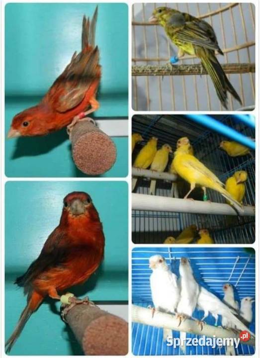 Znaczniki obrączki kanarek amadyna papuga dolnośląskie Wrocław