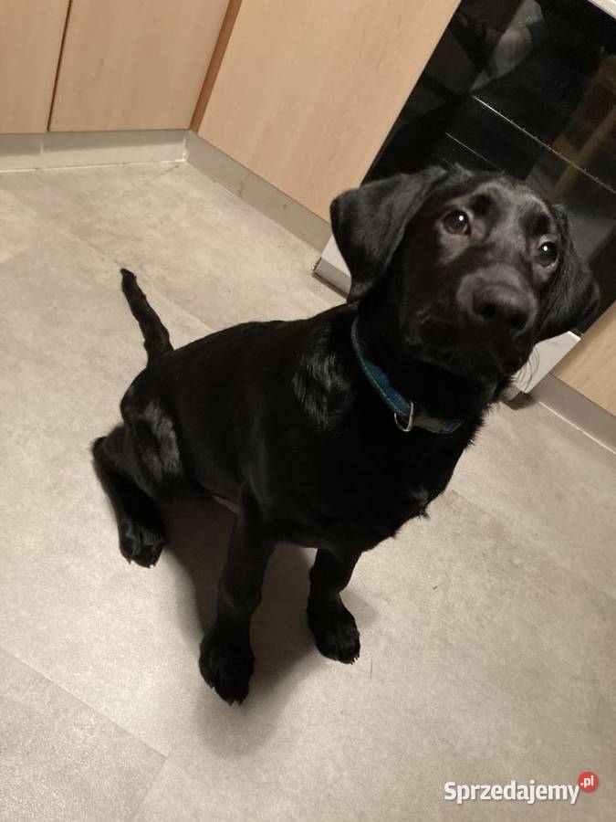 LABRADOR 4 MIESIĘCZNY CHŁOPCZYK Lubin