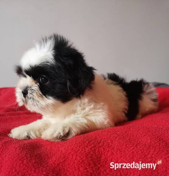 Piękne szczeniaki shih tzu mazowieckie Mińsk Mazowiecki