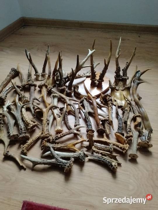 Jest ktoś zainteresowany dolnośląskie Strzelin