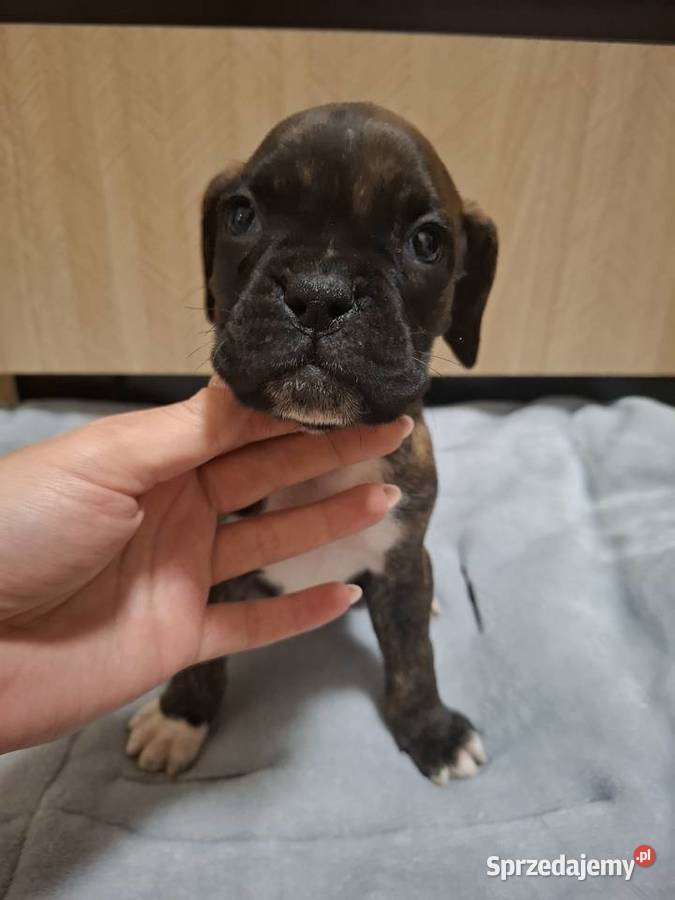 Szczeniaki rasy bokser Legnica