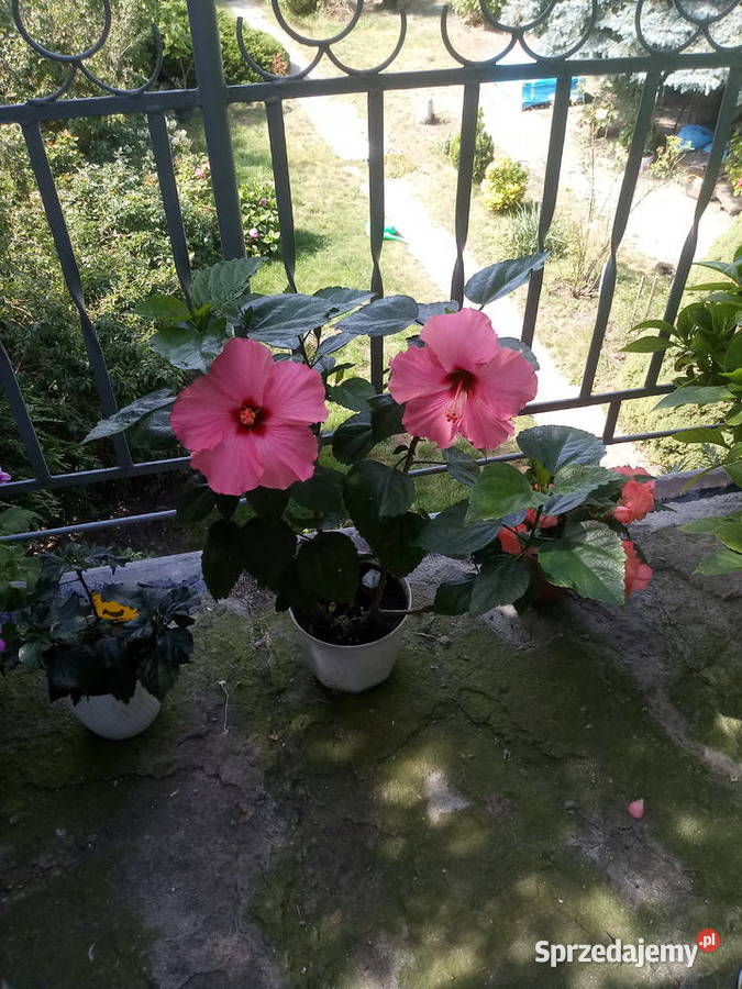 Róża chińska hibiskus Kwiat domowy Skierniewice