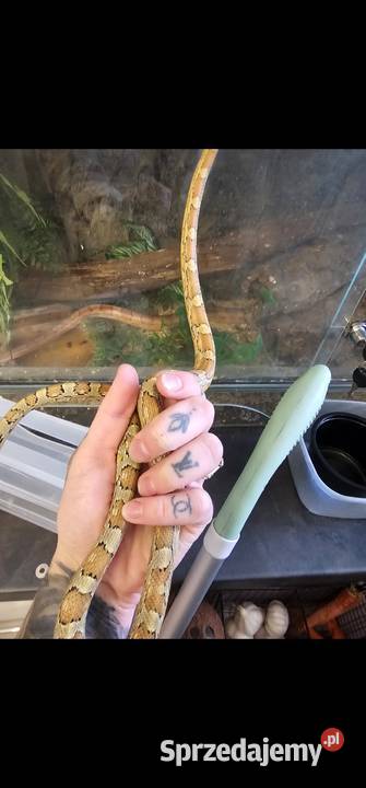 Waz zbozowy samiec carmel 2025 Koszalin