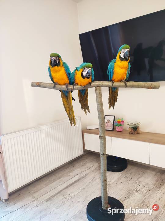 Ara ararauna ręcznie karmione Jaworzynka