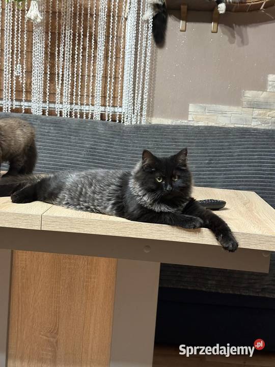 Kotek Syberyjski gotowy do odbioru Rybnik